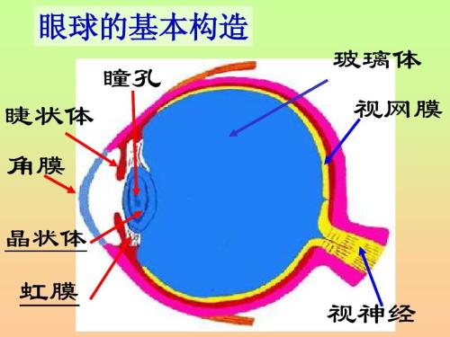 明白了虹膜，你就知道人类为什么有如此多样的瞳色了